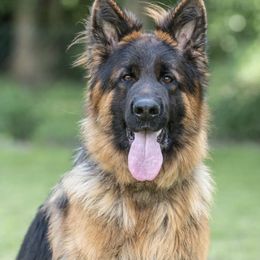 Dafte - German Shepherd