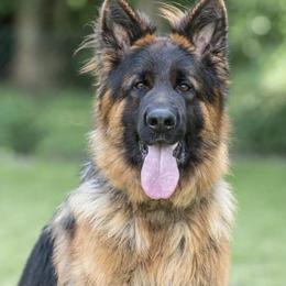 Dafte - German Shepherd