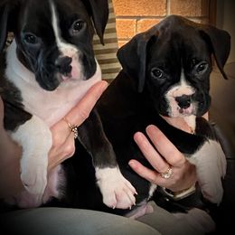 Boxer Puppies from Winchester Boxers