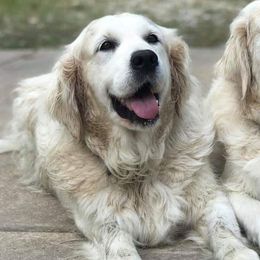 Golden Retrievers from Lakeside White Goldens