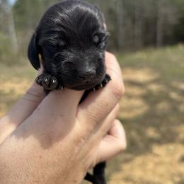 Cylee X Bandit yellow collar - Brindle female Dachshund puppy in Delano, Tennessee from Olive Branch Acres