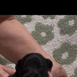 Jolene - Black female Maltipoo puppy in New Port Richey, Florida from Toy Poodles And Maltese Of Florida