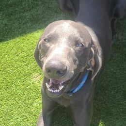 Weimaraners from Arizona AKC Weimaraners