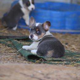 Boy 2 - Blue male Pembroke Welsh Corgi puppy in Ocala, Florida from Dolan Farms Corgis