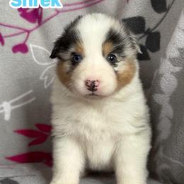 Shrek - Blue merle male Australian Shepherd puppy in Rapid River, Michigan from Echolight Australian Shepherds