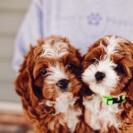 Cavapoo puppies from Grace's Puppies
