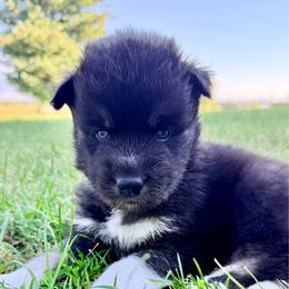 Howdy - Agouti and white male Siberian Husky puppy in Corvallis, Montana from Double H Siberians