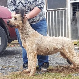 KaChing - Briard