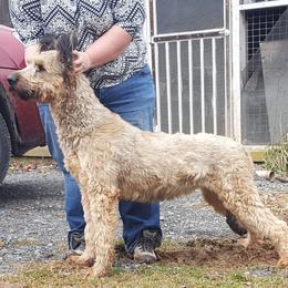 KaChing - Briard