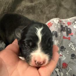 Sabbath - Black and white male Border Collie puppy in Barnstead, New Hampshire from ☘️ Clover Leaf’s Border Collies