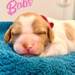 Babbs - White and orange female Brittany puppy in Prospect, Virginia from Sandridge Brittanys
