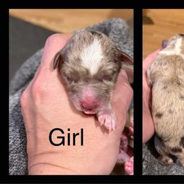 Miniature Australian Shepherd Puppies from South Branch Mini Aussies