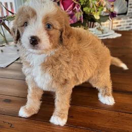 Joy - Red female Bernedoodle puppy in Gilbert, Arizona from Azteddybeardoodles