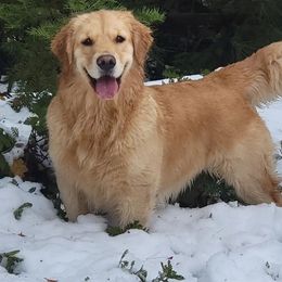 Pickles - Golden Retriever