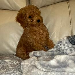 Sunny - Red  female Poodle puppy in Chattanooga, Tennessee from Joyfull Pals