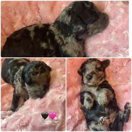 Phantom Merle female - Merle female Bernedoodle puppy in Clarksville, Iowa from Iowa Heartland Doodles