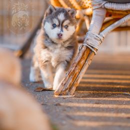 Pomsky Puppies from Southpaw Pomskies