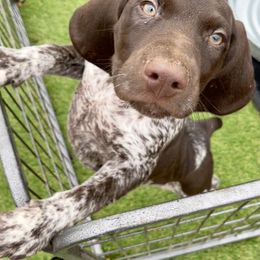 German Shorthaired Pointer Puppies from Dem Feuerhaus Gun Dogs