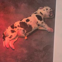 Amore - Harlequin female Great Dane puppy in Perham, Minnesota from Steel Horse Kennels Inc