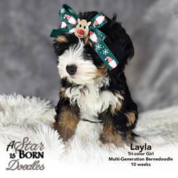 Bernedoodle Puppies from A Star is Born Doodles