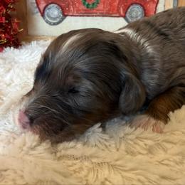 Boy 6 - Merle male Bernedoodle puppy in Perryville, Maryland from Heavenly Heritage Dachshunds and Doods