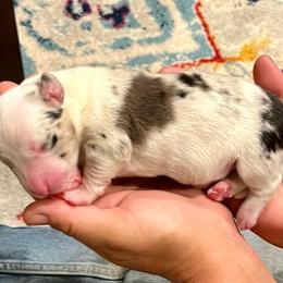 Calamity - Blue merle and white female Cardigan Welsh Corgi puppy in Lebanon, Pennsylvania from Long Acre Farm