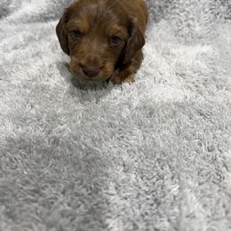 Tom(AKC)1600 - Red male Dachshund puppy in Mansfield, Missouri from Owens Farm