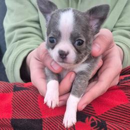 Louie - Blue male Chihuahua puppy in Chambersburg, Pennsylvania from Lil Angel's Chihuahuas