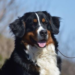 Chloe - Bernese Mountain Dog