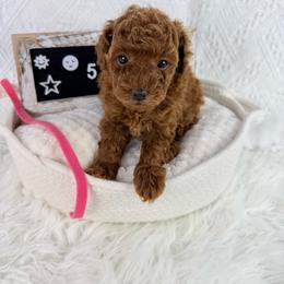 Hot Pink - Red  female Poodle puppy in Florida from Adorable Toy-Miniature Poodles