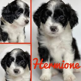 "Hermione" Aussiedoodle and Labradoodle Puppies from McDoodles of Texas
