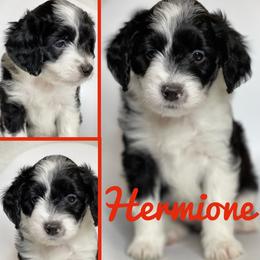 "Hermione" Aussiedoodle and Labradoodle Puppies from McDoodles of Texas