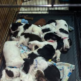 English Springer Spaniel Puppies from Cedar Ridge Kennels