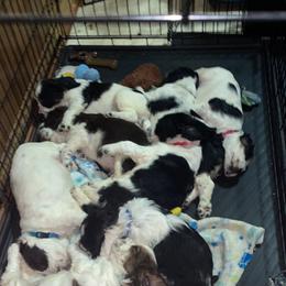 English Springer Spaniel Puppies from Cedar Ridge Kennels