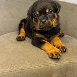 Yellow girl - Black and mahogany female Rottweiler puppy in Reno, California from VHF