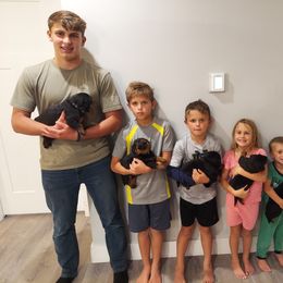 Rottweiler Puppies from White Haus Rottweilers