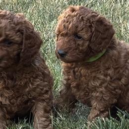 Poodles from Little Gall Reds