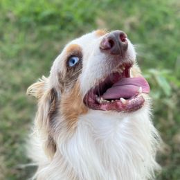 Red Mann - Miniature Australian Shepherd