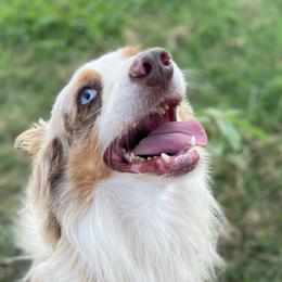 Red Mann - Miniature Australian Shepherd