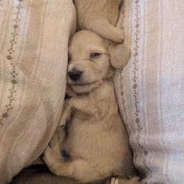 Dachshund Puppies from Northwest Dachshunds