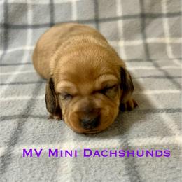Amber - Dapple female Dachshund puppy in Carlsbad, Texas from MV Mini Dachshunds