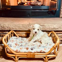 Ringo Starr - Parti male Poodle puppy in Dunn, North Carolina from Sandy Creek Kennels