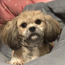 Gala - Lhasa Apso