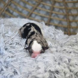 Boy 1 - Blue merle male Miniature Australian Shepherd puppy in Killen, Alabama from Wilkers Wholehearted Mini Aussies