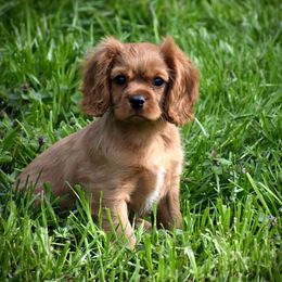 Cavalier King Charles Spaniel Puppies from Grifscamp Cavaliers
