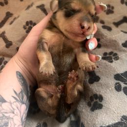 Girl 1 - Cream female Dachshund puppy in Cottonwood, Arizona from JuniperWood Dachshunds