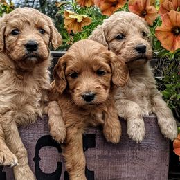 Goldendoodles and Golden Retrievers from So Lucky Farm Goldendoodles