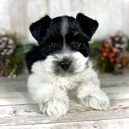 Miniature Schnauzer Puppies from Silver Sage Schnauzers