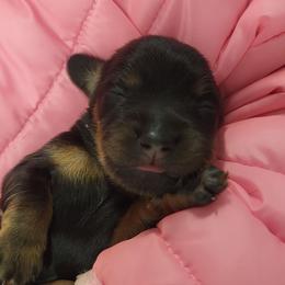 Black tan - Black and tan female Dachshund puppy in Ashford, Alabama from Circle City Dachshunds