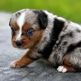 Rocket - Blue merle male Toy Australian Shepherd puppy in Leitchfield, Kentucky from Legendmaker MAS